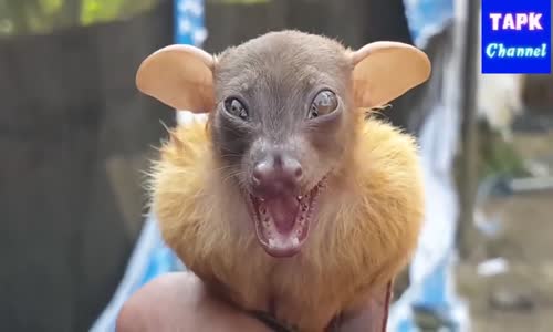 Korona Hastalığına Rağmen Hala Yarasa Yiyen Vietnamlılar 