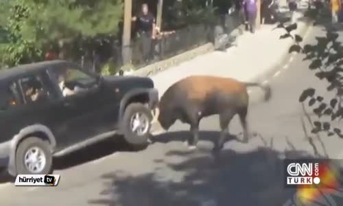İspanya'da Öfkeli Boğa Sokağı Birbirine Kattı