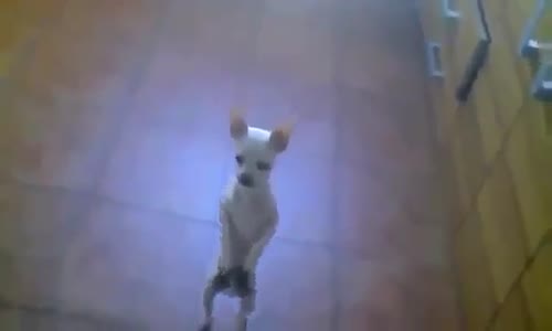 İspanyol Dansı Yapan Köpek