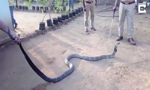 Hindistan'da Kral Kobroya Pet Şişeden Su İçirdiler