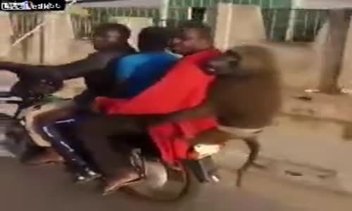 Üç Kişiyle Motosiklete Binen Maymun