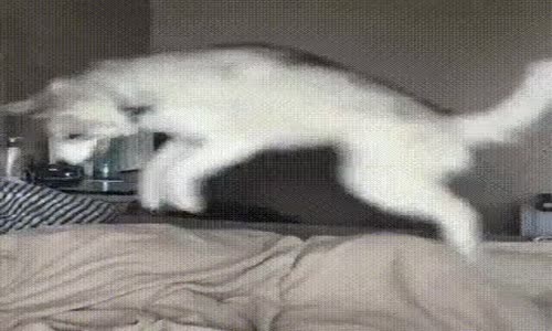 Çalar Saatim Yok Ama Köpeğim Var