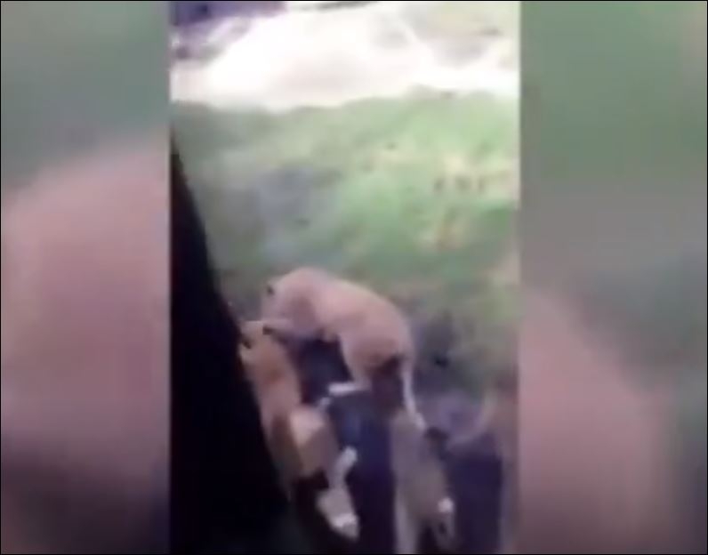 Aslanların Kafesindeki Tellere Takılan Akbabanın Hazin Sonu