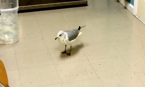 Verilen Komut İle Ayak Dansı Yapan Martı