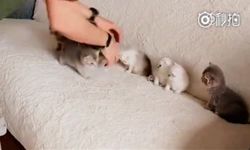 Yavru Kedilerin Fotoğrafını Çekmek İsteyen Adamın Çabası