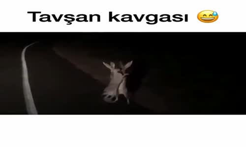 Tavşan Kavgası