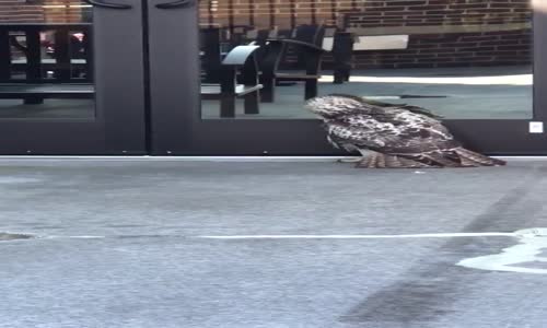 Kendi Yansıması İle İnatlaşan Şahin