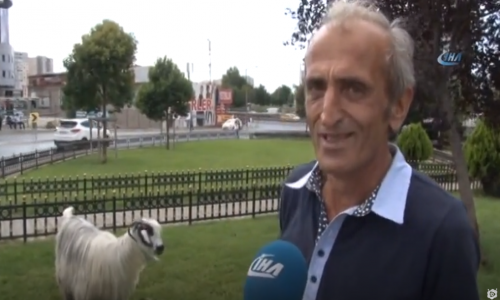 Kurbanlık İçin Aldığı Keçiyle Arkadaş Oldu