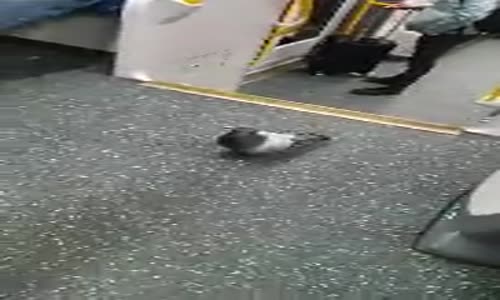 Ulaşım İçin Metroyu Tercih Eden Güvercin