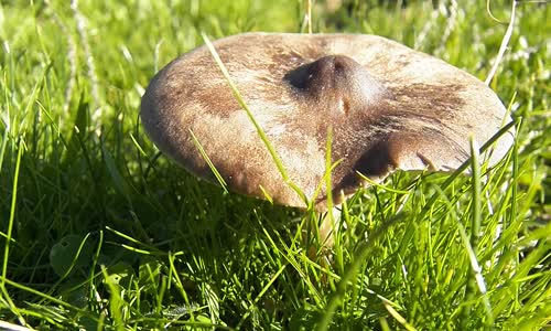  Şapka Biçiminde Mantar