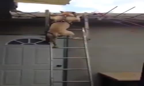 Yok Artık Diyeceksiniz