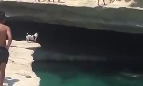 suya balıklama atlayan harika köpek