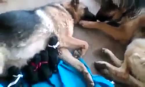 Köpeğin Yavrularına Süt Veren Anneyi Sevmesi