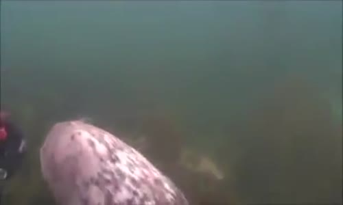 Dalgıca Karnını Kaşıtan Fok Balığı