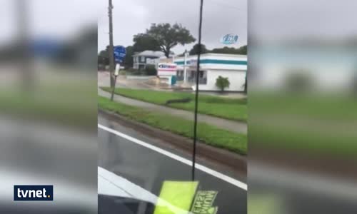 Florida’da Timsahlar Sokaklara İndi