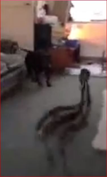 Çok Sevimli ve Komik Bir Hayvan