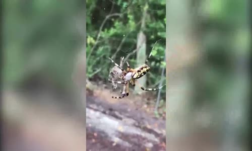  Böyle Av Görülmedi!