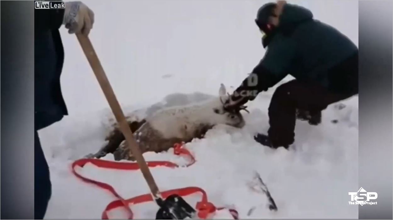 Komik Hayvan Videoları