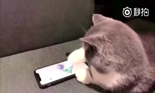 Telefonda Oyun Oynayan Kediler