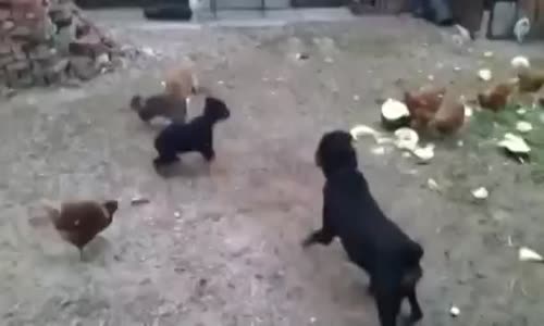 Köpekleri Kovalayan Tavşan