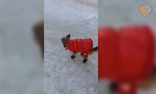 Kostümler Giyen Kediler Ve Köpekler