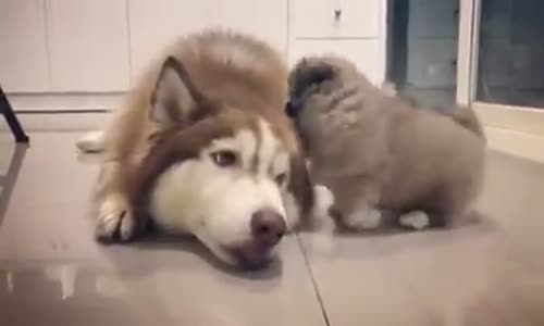 Sevimli Yavru Annesiyle Oyun Oynuyor