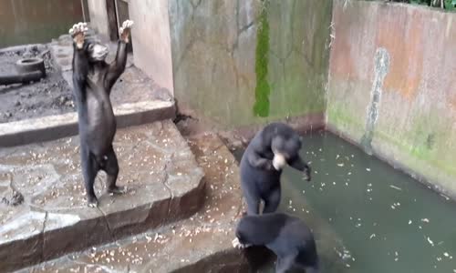 Kaburgaları Ortaya Çıkmış Aç Ayının Yemek İstemesi