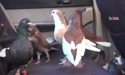 Kullanamadığı Otomobilini Güvercin Kümesi Yapan Suriyeli