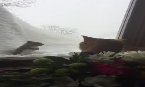 Pencere Kenarında Oturan Kedinin Sincap İle Karşılaşması
