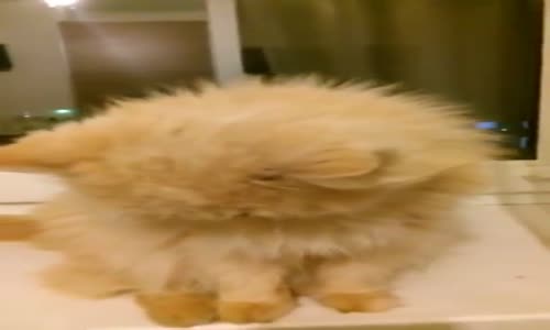 Yıldız Tilbe Dinlerken Efkarlanan Kedi