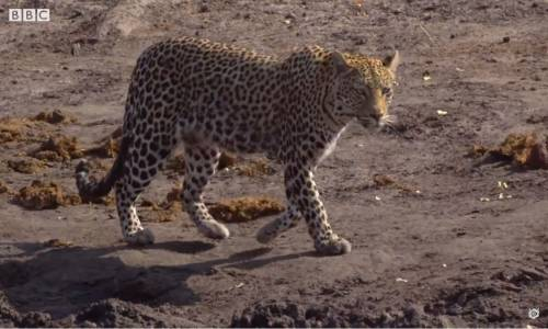 Leoparın Yayın Balığı Yakalamak İçin Çabası