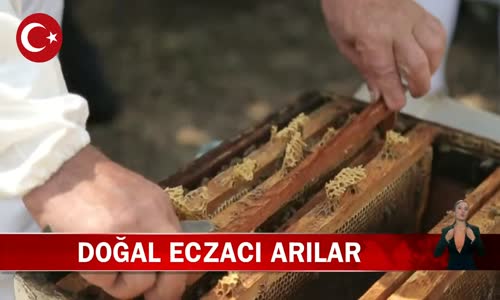 Propolis'in Faydaları Neler- İşte Cevabı Gıda Yüksek Mühendisi Aslı Elif Tanuğur Samancı Anlatıyor