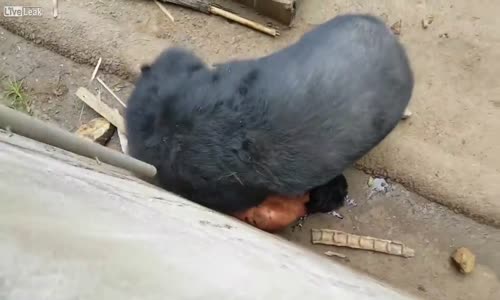 Feci Şekilde Ayı Saldırısına Uğrayan Turist-Tayland