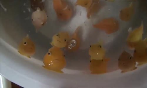 Kafasına Küçük Balık Oturunca Sinirlenen Minnoş Balık 