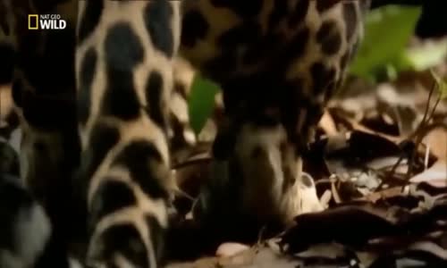 Büyük Kedilerin Saldırıları _ Aslan, Kaplan, Leopar ve Jaguar (Belgesel)