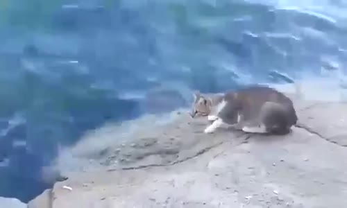 Kedi Ağzıyla Denizden Balık Yakaladı