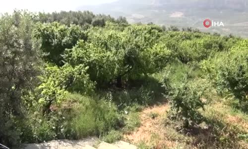 İlk Çıktığında 500 Liraydı Şimdi Kilosu 20 İla 50 Lira Arasında Satılıyor 