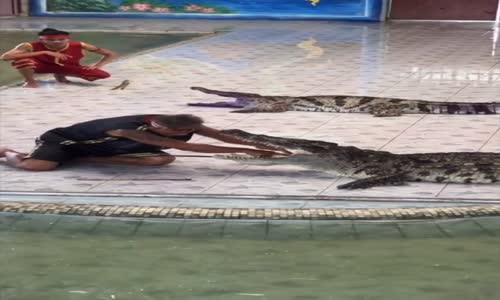 Beklenmedik Son İle Biten Timsah Gösterisi