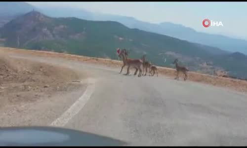 Tuz için yola inen dağ keçileri görüntülendi, yetkililer uyardı 