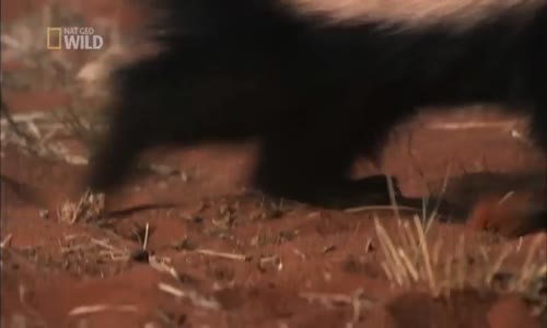 Porsuk ve Yılan Belgeseli