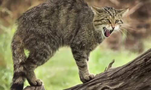 Dünyanın En Pahalı 7 Kedi Türü