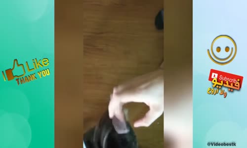 Hayvanların Güldüren Videoları