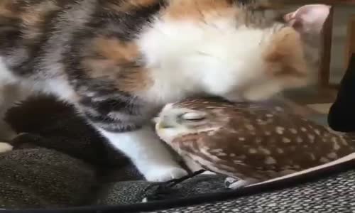 Seni sevenler, senin hakkında dört şey bilirler !