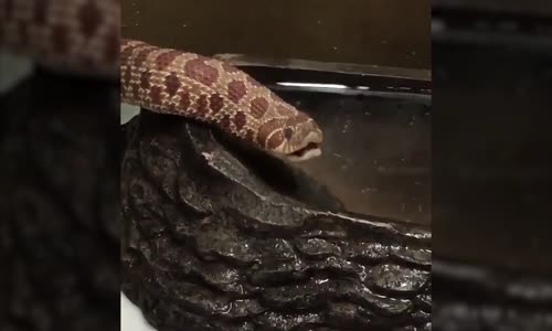 Su içen Yılan Görenleri Şaşkına Çevirdi