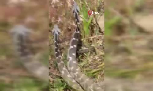 Yılanların dansı böyle görüntülendi 