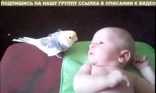 Bebeğin Dikkatini Çekmek İsteyen Muhabbet Kuşu