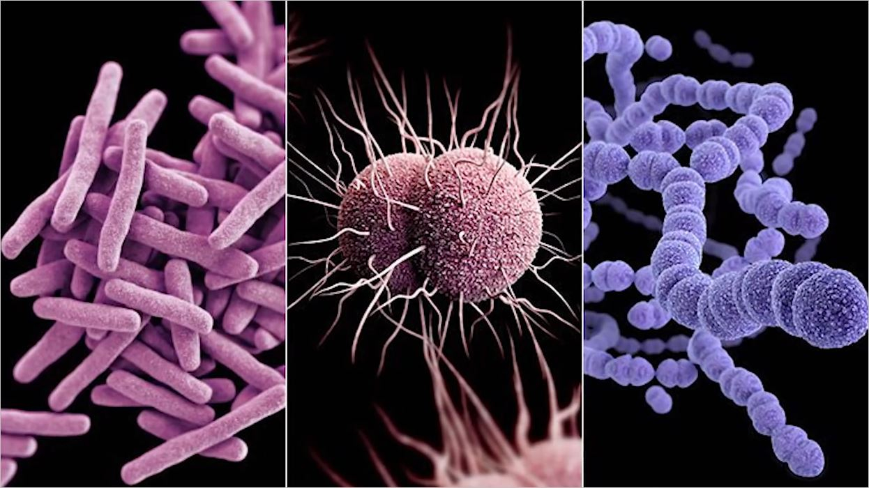 Патогенные микроорганизмы болезни