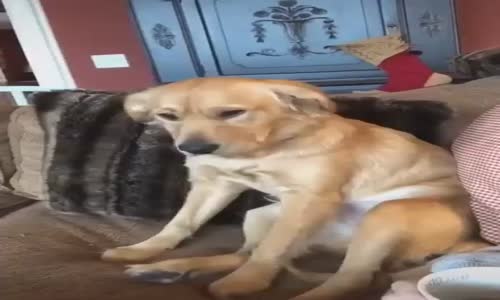 Ayakta Uyuyan Tatlı Köpek