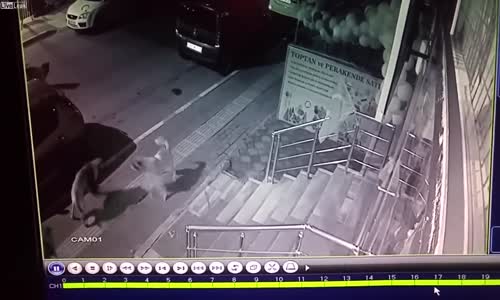 6 Köpeğin Hakkından Gelen Kedi