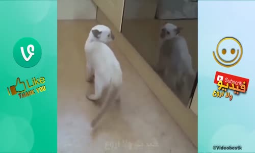Çılgın Kedilerin Gülmekten Ağlatan Videoları